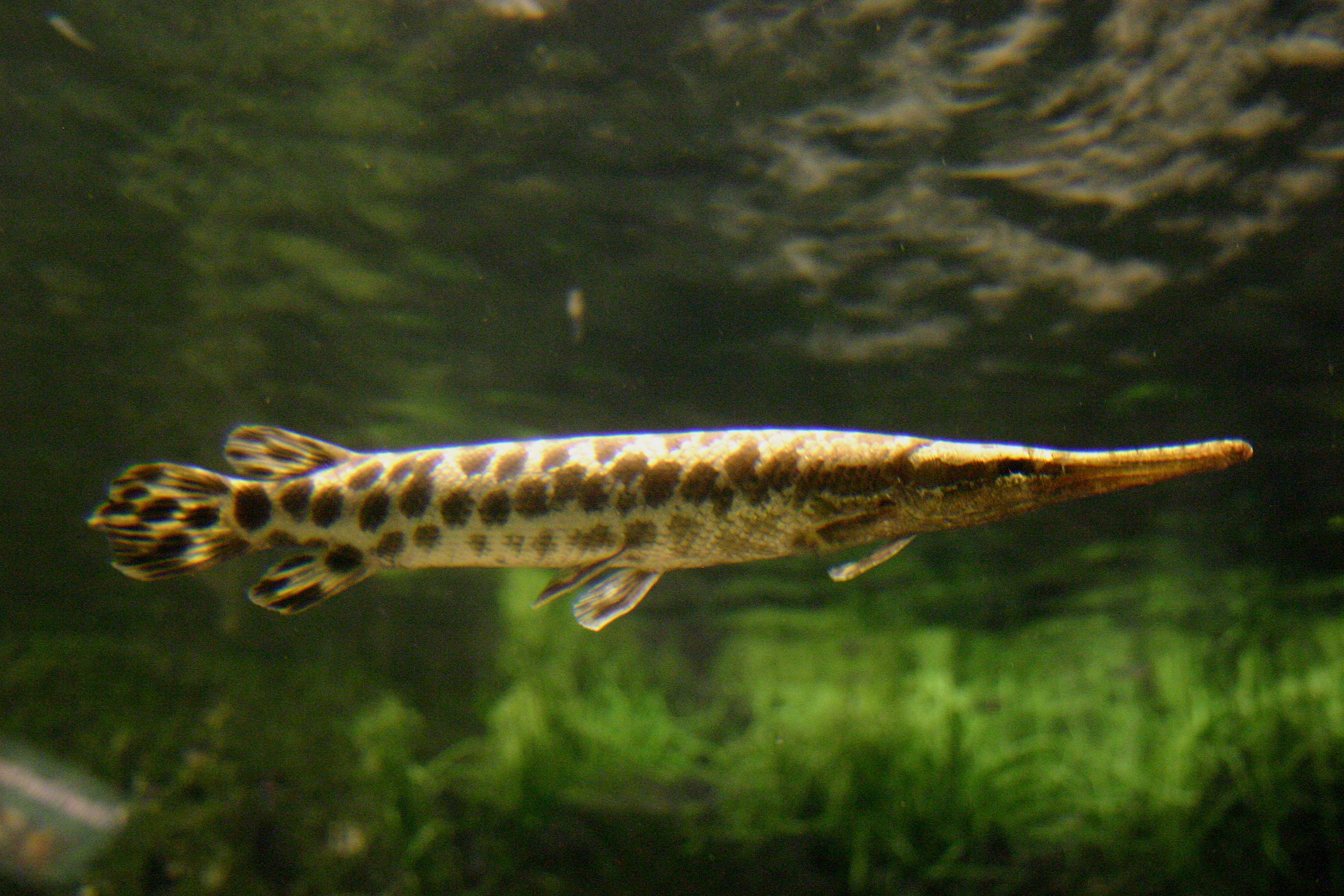 Nicholls To Partner With Michigan State To Research The Spotted Gar