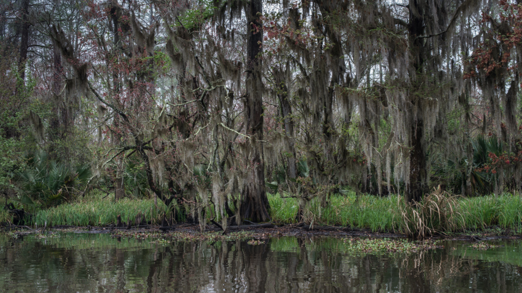 Project that will Revitalize Louisiana’s Second-Largest Swamp Moves ...