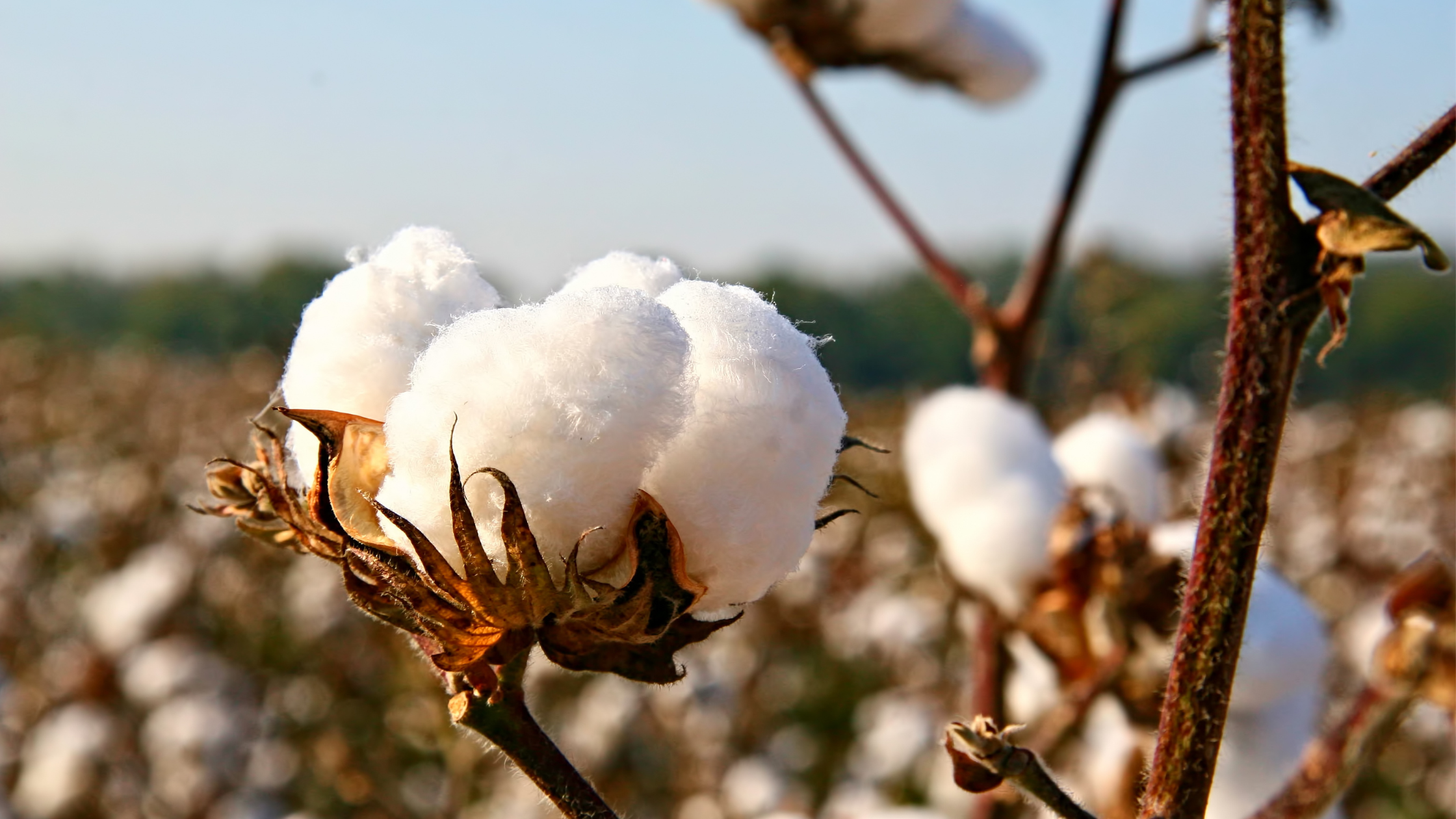Thibodaux John Deere Facility to Revitalize Cotton Harvesting - Arlen  "Benny" Cenac Jr